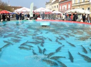 Descubre La Impresionante Ictiofauna De Koprivnica